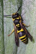 Ancistrocerus gazella (cfr.)